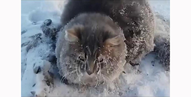 Неравнодушные прохожие достали кота изо льда