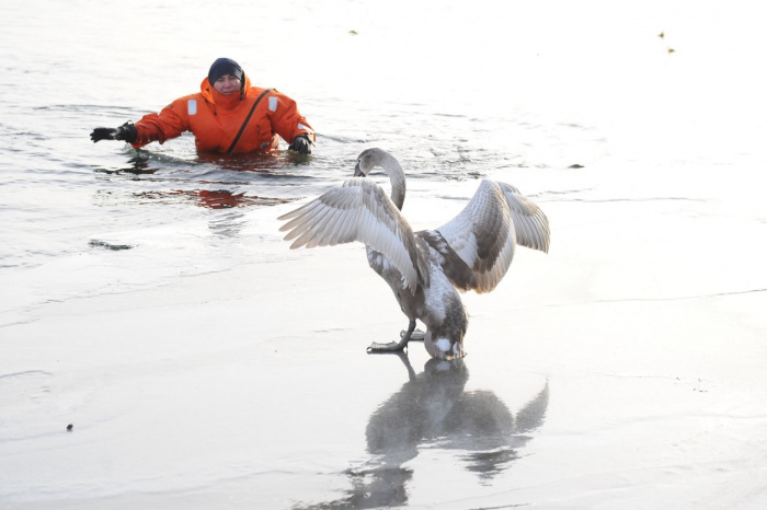 Полтора часа спасатели ловили раненого лебедя в ледяной воде озера Увильды