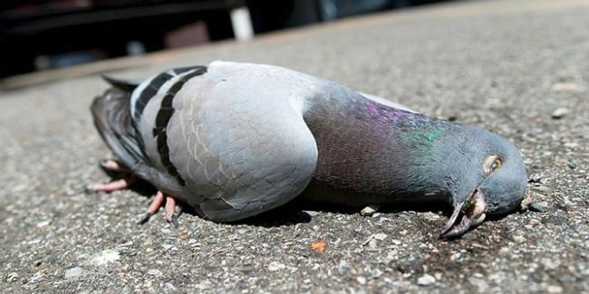 Копейчан просят не трогать странных голубей, они заразные