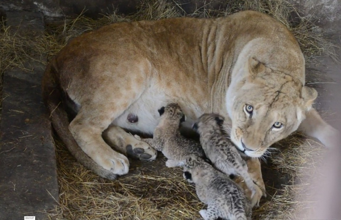 Челябинская львица в Крыму стала мамой трех замечательных котят