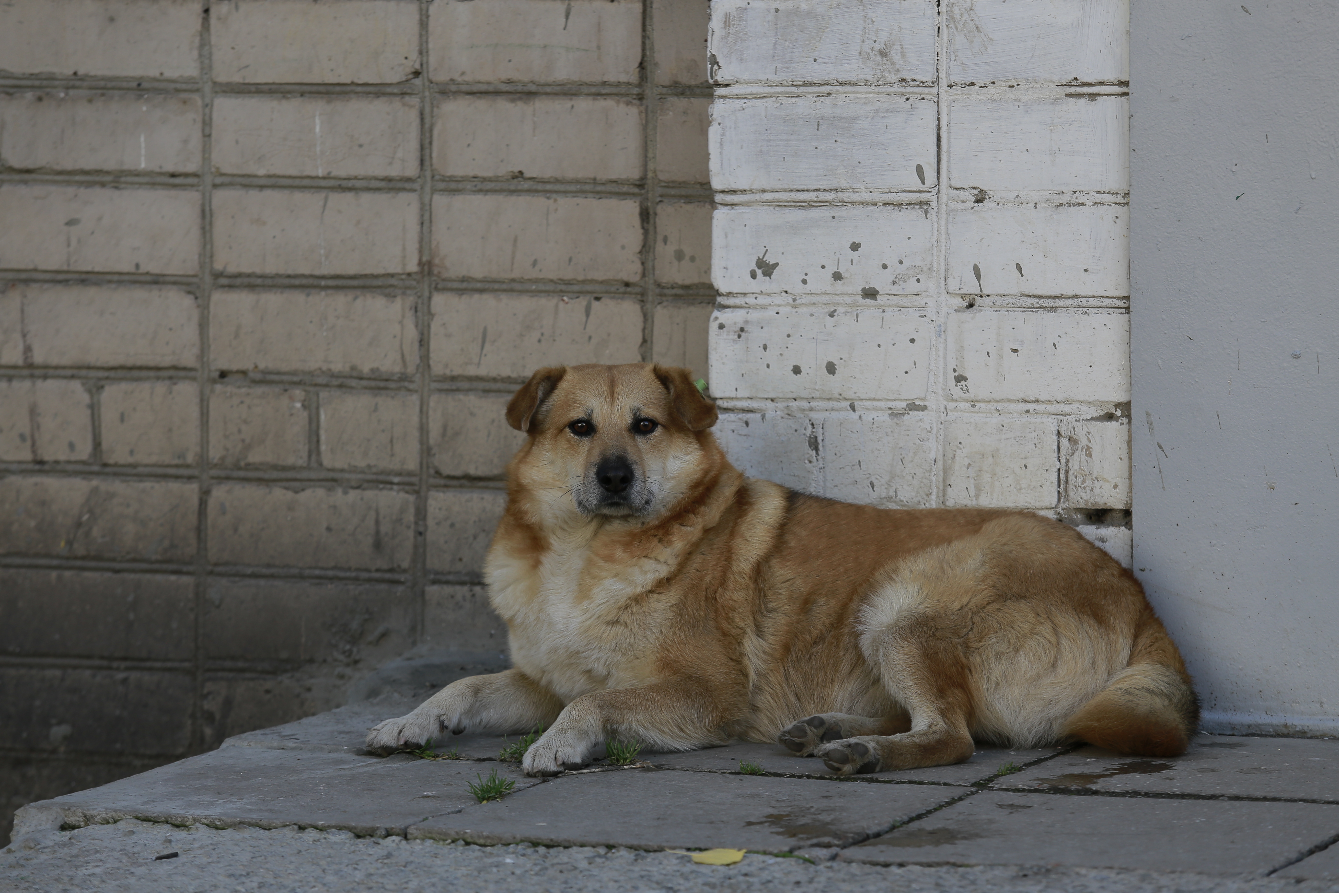 В Копейске возбудили уголовное дело из-за нападения бездомной собаки на ребенка