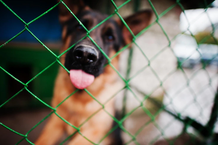 В Копейске отловлено почти 600 собак