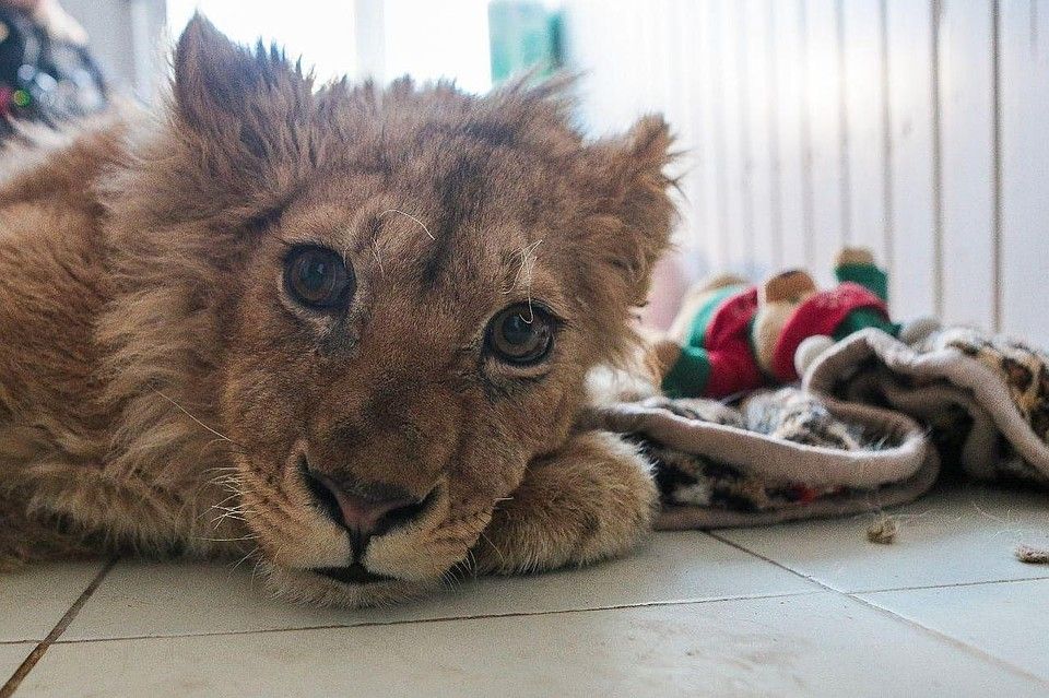 Ветеринар Карен Даллакян спасает львенка, замученного фотографами в Сочи