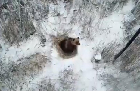 В Снежинске будут круглосуточно охранять спящего медведя