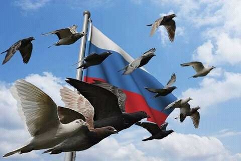 Питомцы копейских голубеводов подтвердили звание самых быстрых в России