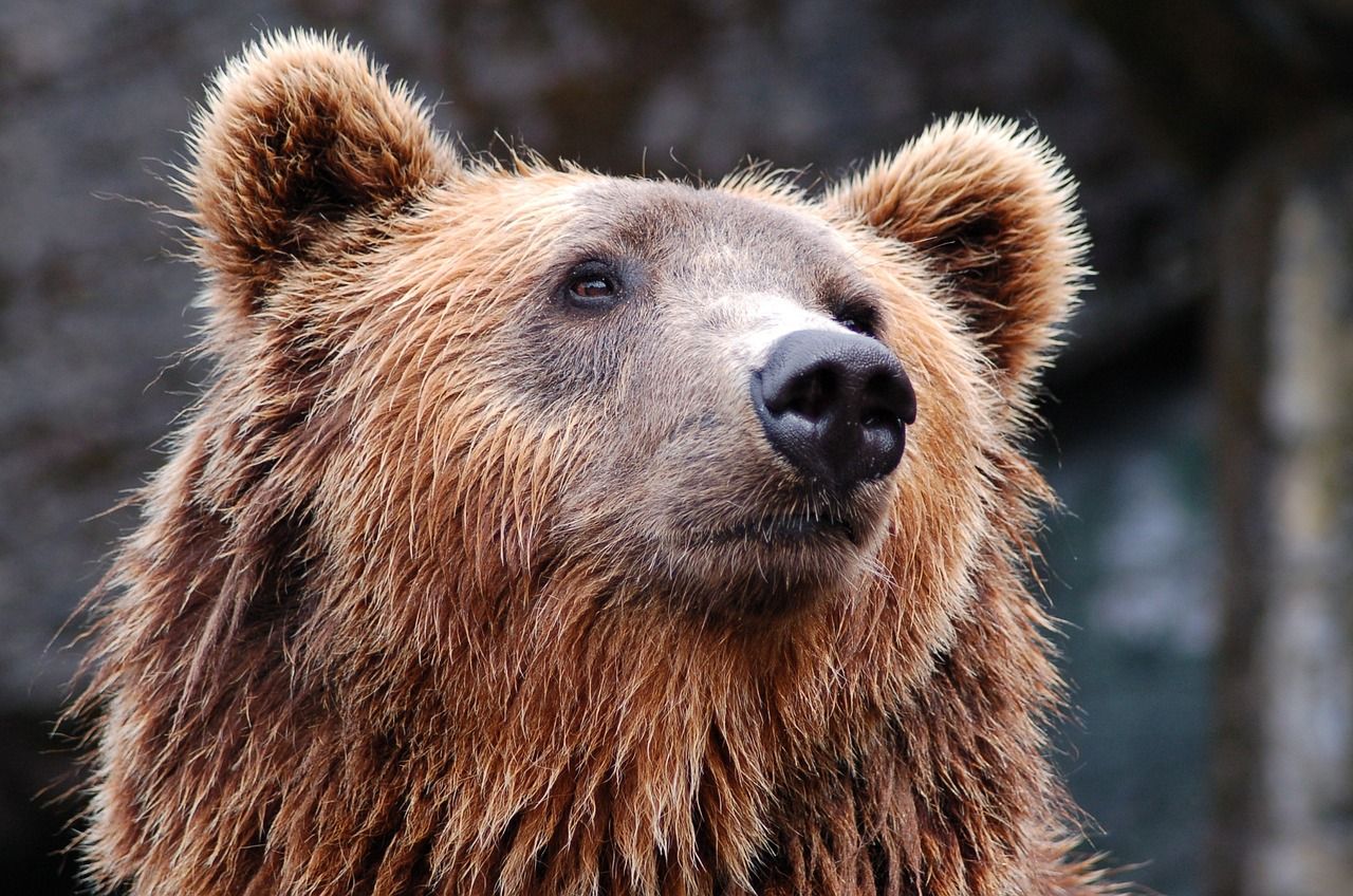 В челябинском зоопарке отравили двух медведей