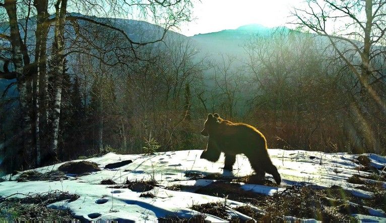 На Южном Урале до сих пор не спят медведи