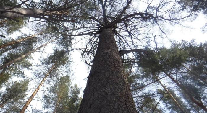 Лиственница из Челябинской области может стать главным деревом России