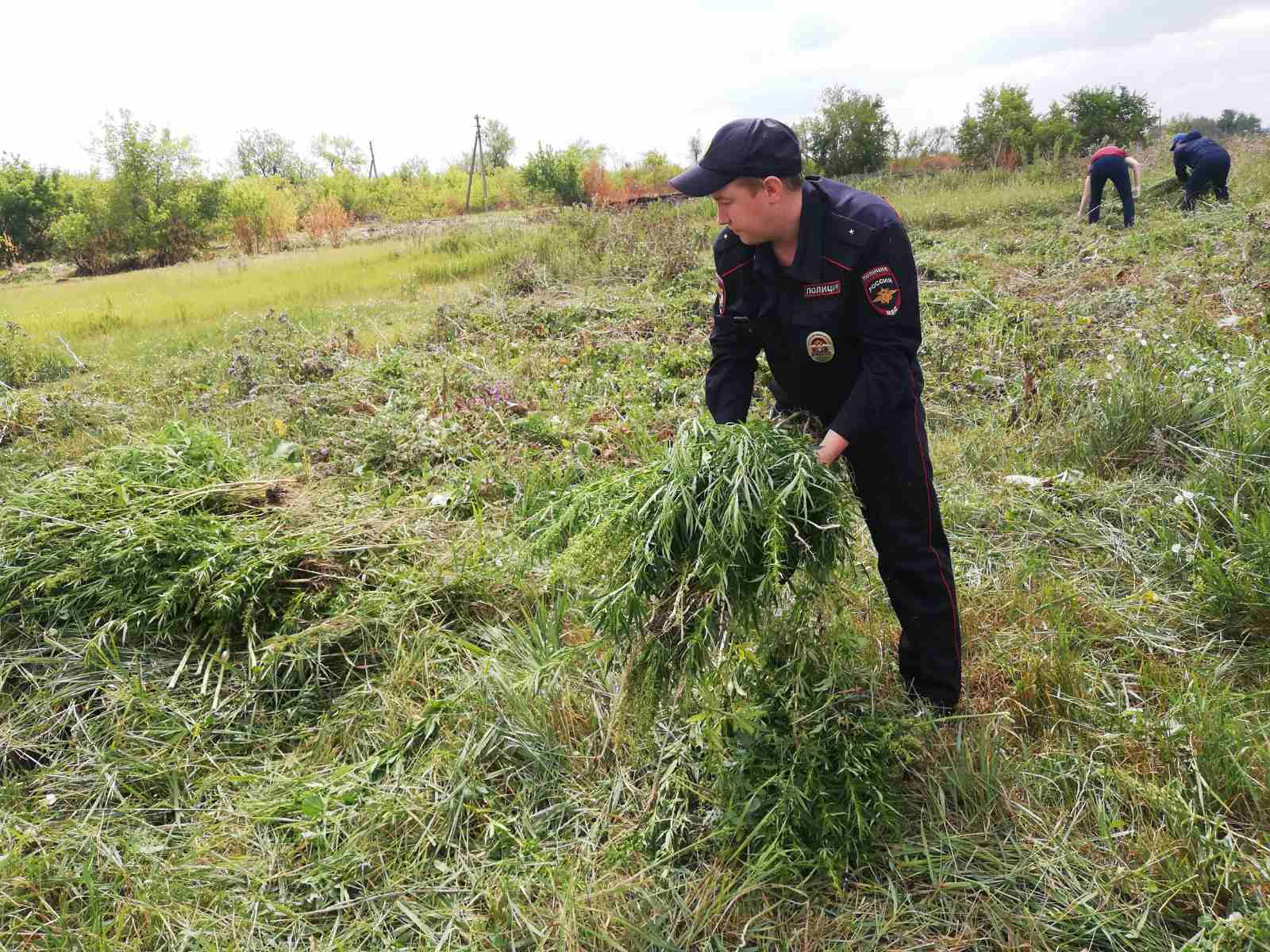 Поймали в поле с коноплей марихуана бесплодие