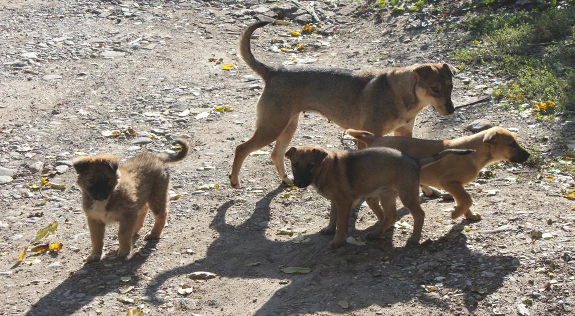 В Копейске обсуждают новые правила содержания домашних животных