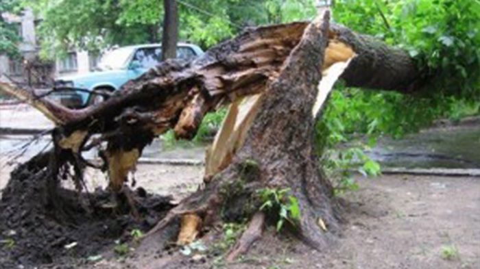 В Челябинске бабушку убило упавшим деревом