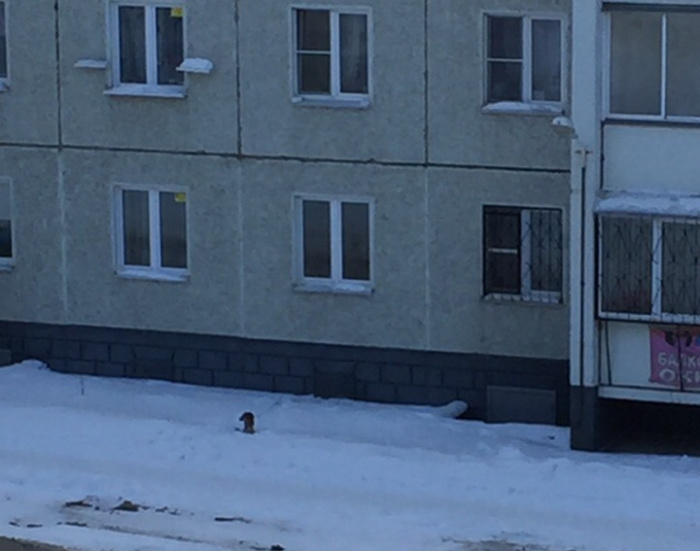 Челябинцы выгуливают собаку через окно