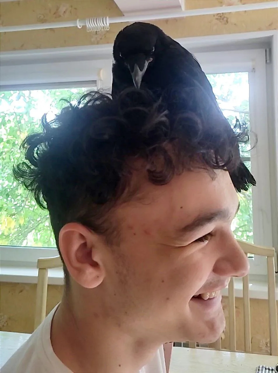 Грач Кукарача завёл себе людей