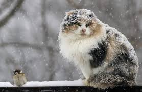 Непогода продолжается: на Южном Урале уже выпало до 30 см снега