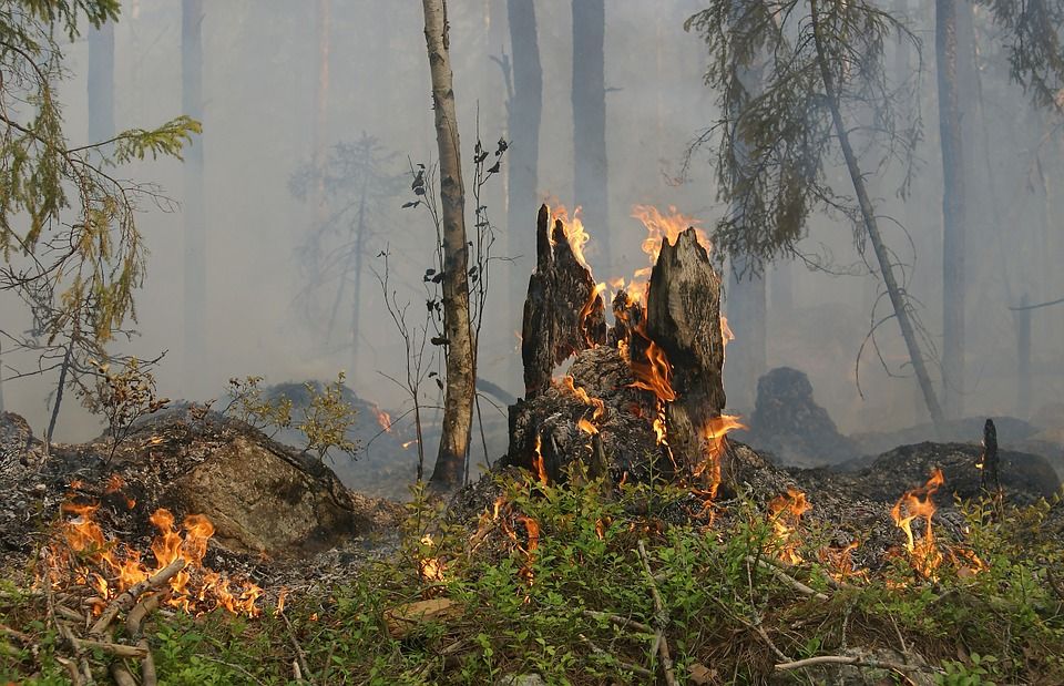Предусмотренная законом ответственность за действия, повлекшие лесные пожары