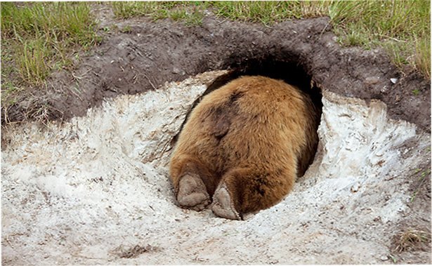 В Снежинске убрали охрану от медведя в спячке