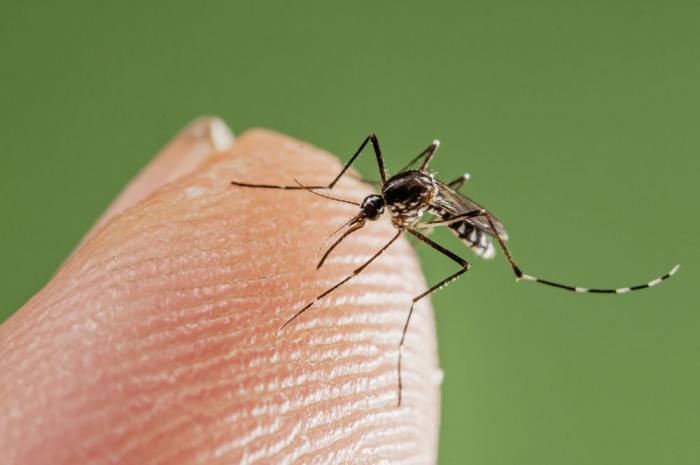 Ученые выяснили, кого чаще кусают комары