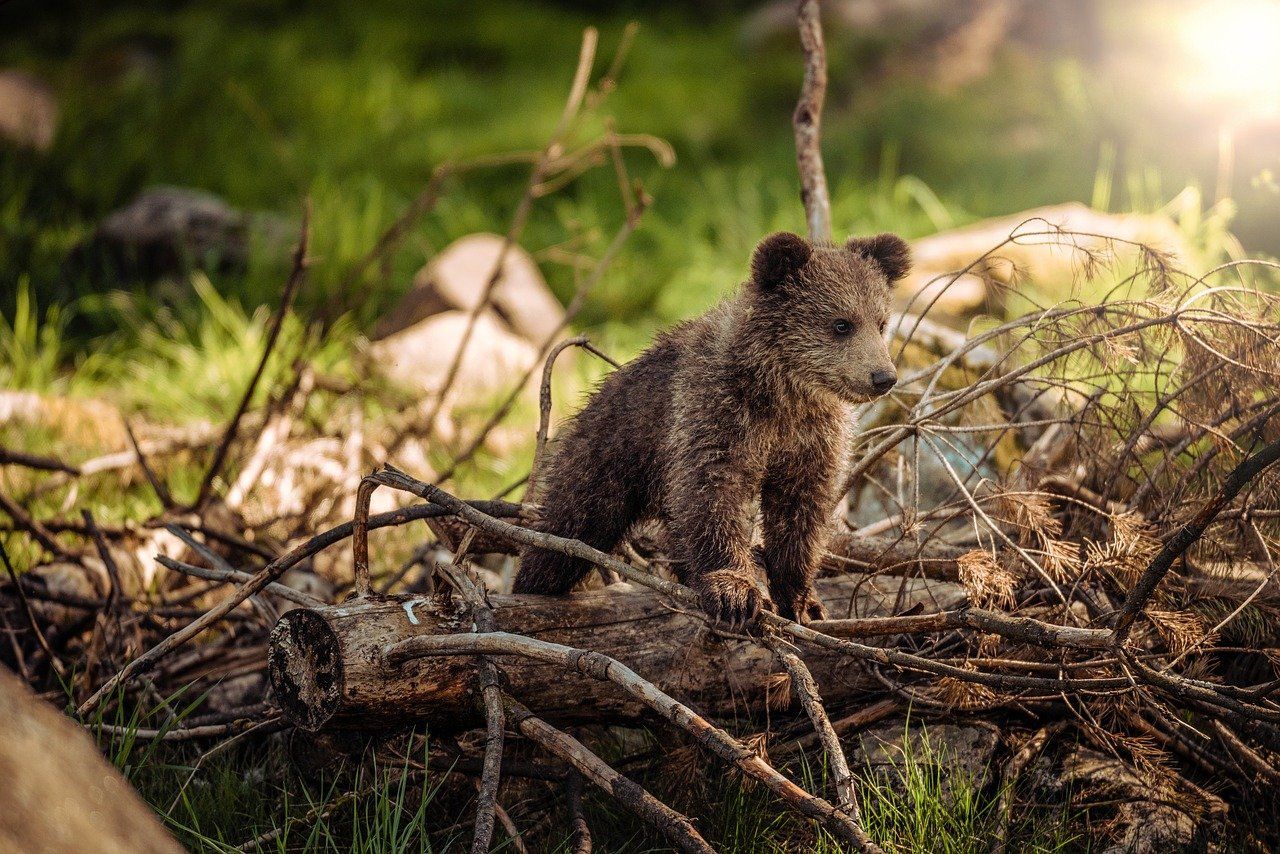 В Челябинской области пять медведей загнали туристов на скалу