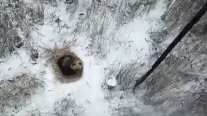 Медведю, который проснется у Снежинска, приготовили ловушку