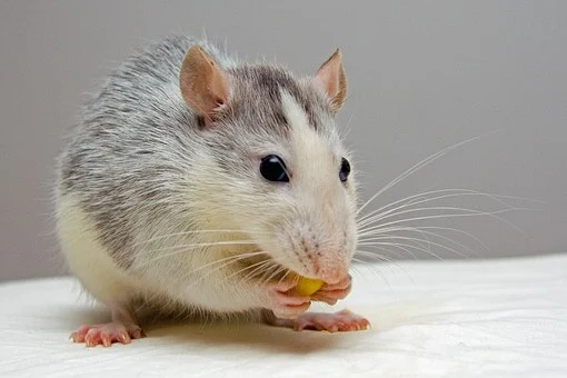 В Челябинской области от бешенства скончалась домашняя крыса