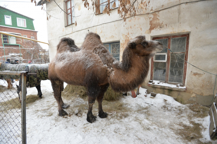 В Челябинске спасут верблюда