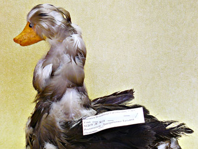 Торжество природы: в городском краеведческом музее подведены итоги конкурса творческих работ, посвященного Международному Дню птиц
