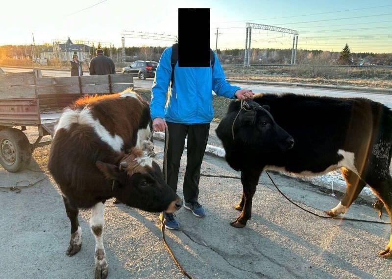 Полицейские задержали мужчину, похитившего коров в Чебаркульском районе  