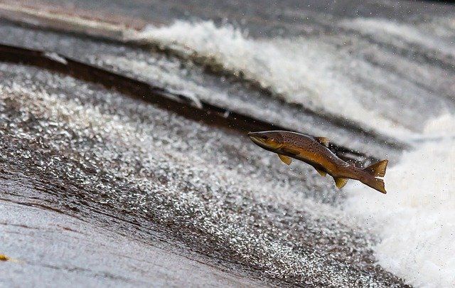 В одной из рек Южного Урала массово погибла рыба