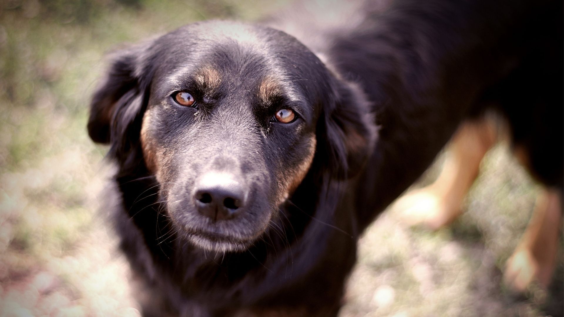 В Копейске в выходные отловили 70 бездомных собак