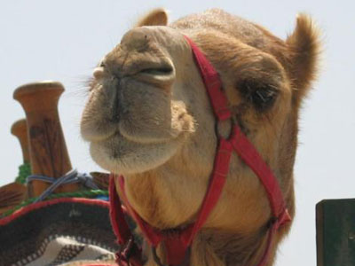 В следующем году в Челябинске появится интерактивный верблюд