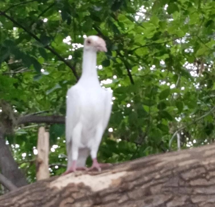 В Копейске появился редкий породистый голубь