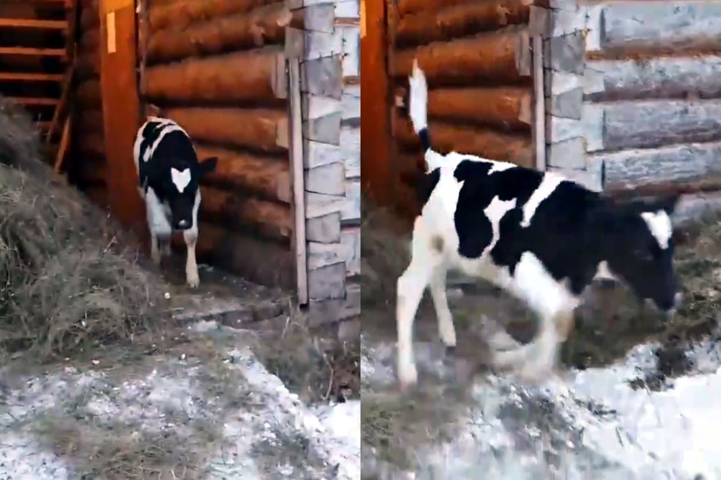 На Южном Урале появился дрессированный охранный бык
