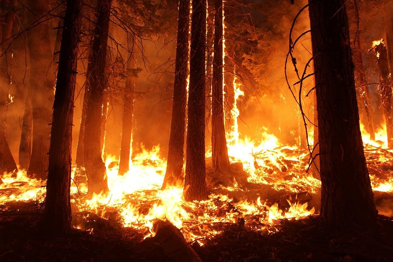 В Челябинской области в выходные ликвидировали 4 лесных пожара