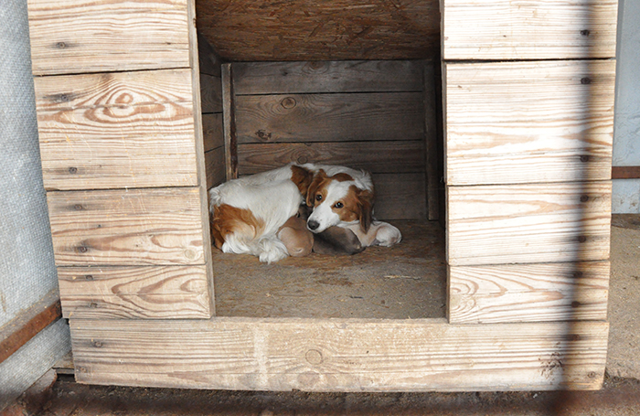Сто собак, которые содержатся в копейском пункте отлова, ждут хозяев и нуждаются в помощи