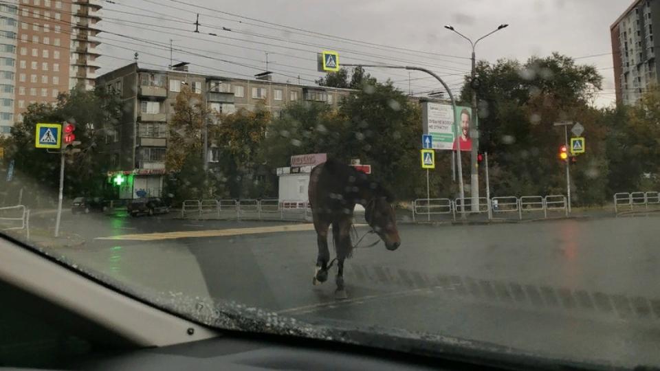 По проезжей части в центре Челябинска бегает лошадь