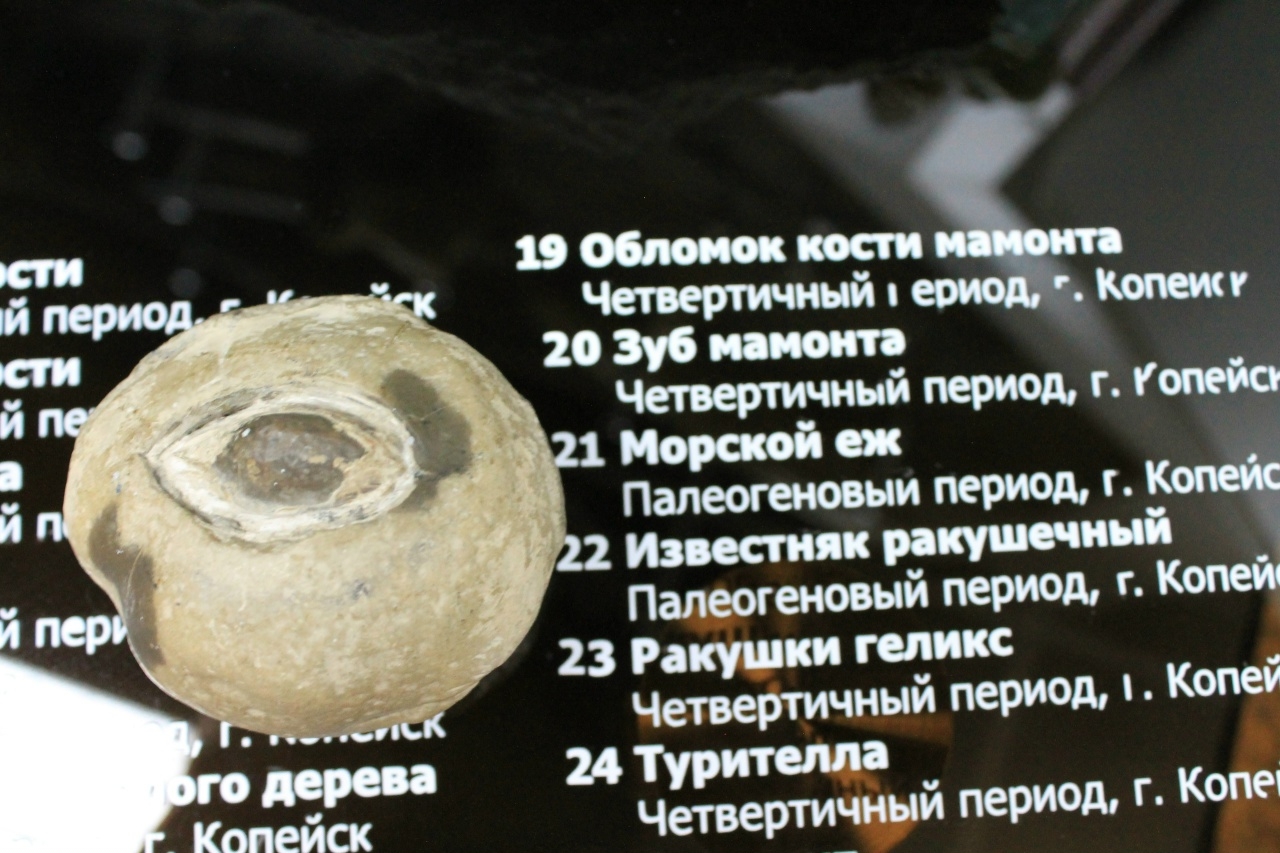 Морской ёж
