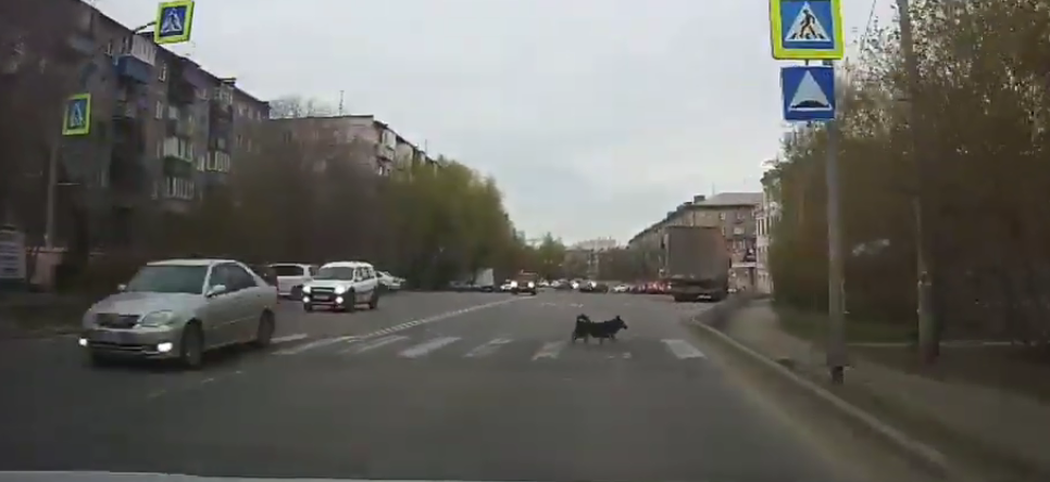Народный репортер снял на видео законопослушную собаку на дороге