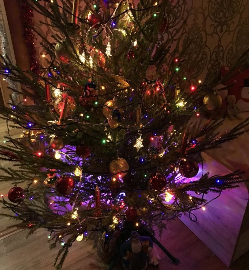 Как выбрать новогоднюю елку, которая не осыплется