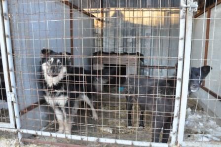 В Копейске продолжается отлов бездомных собак