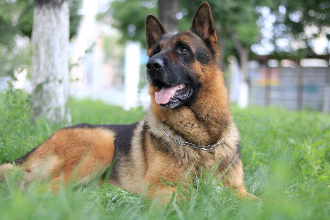 Челябинский пес-донор спас жизни 10 четвероногим собратьям