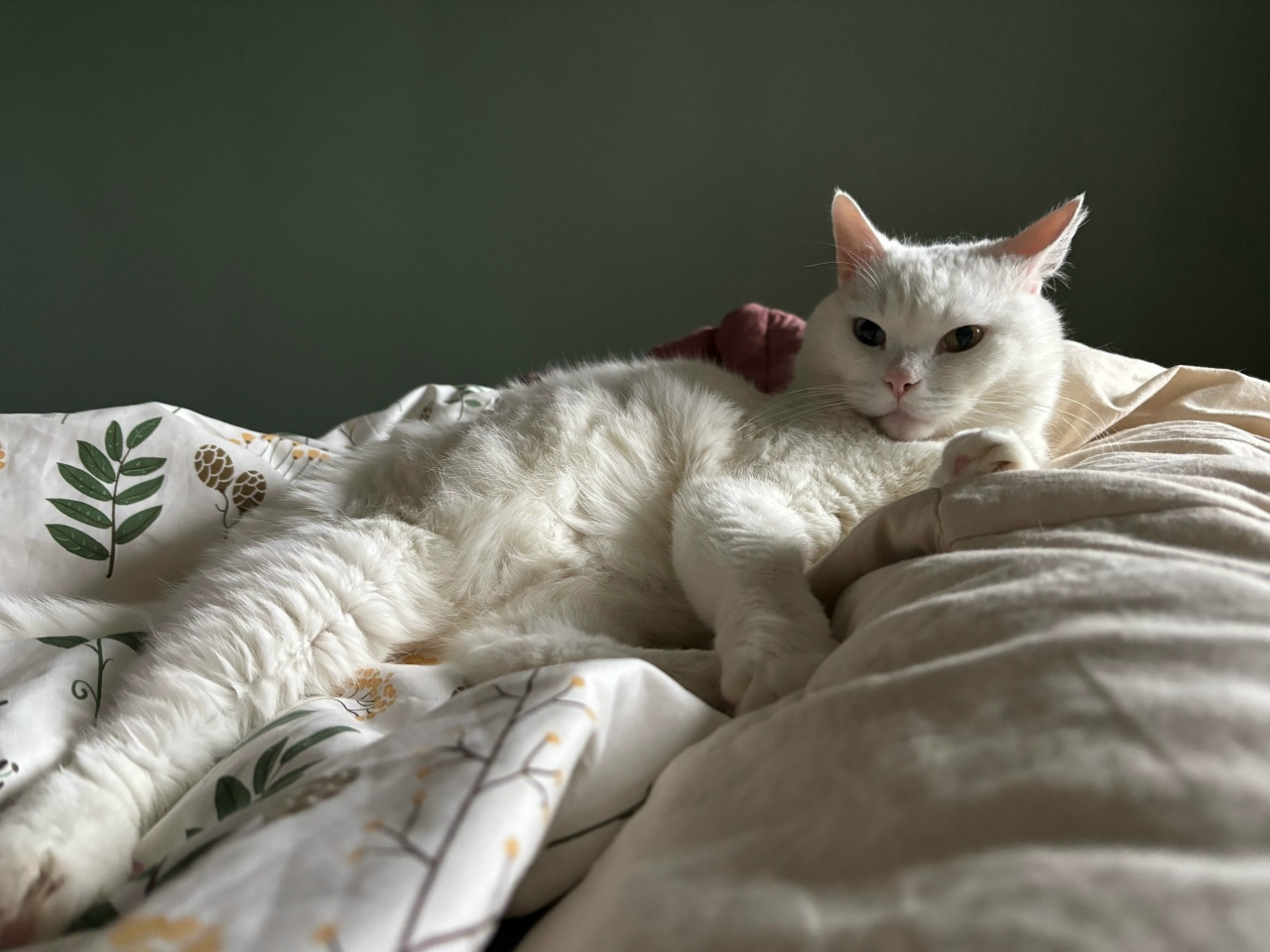 Челябинцев приглашают бесплатно привить питомцев от бешенства