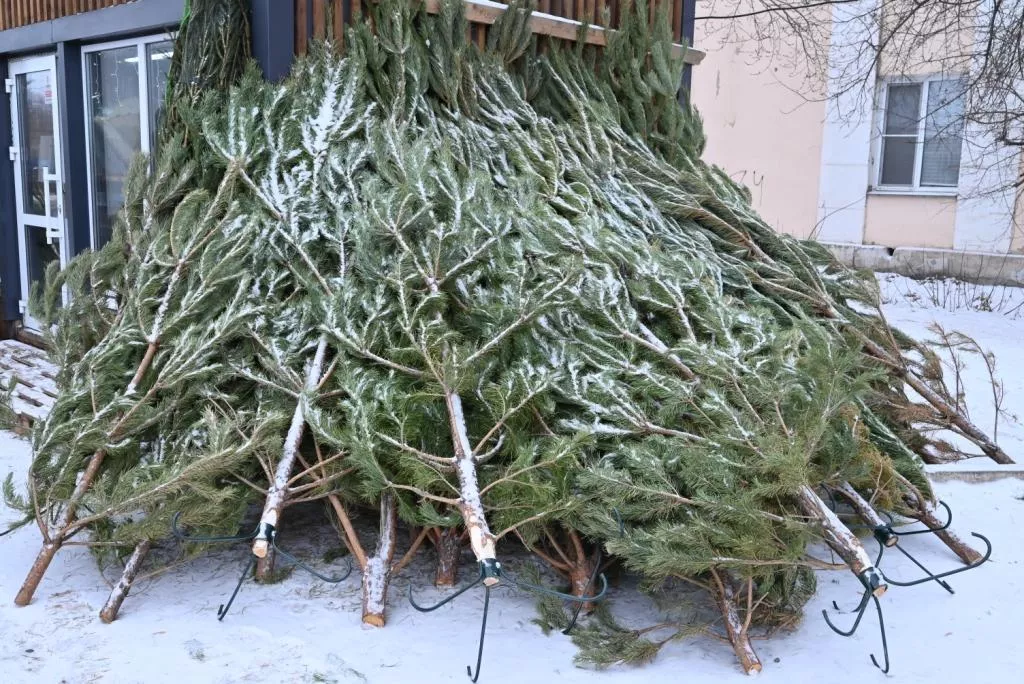 Копейск открывает ёлочные базары