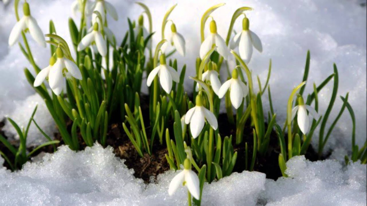 Ждем морозы или раннюю весну? Синоптики уточнили погоду на март