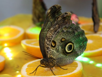 Копейчан приглашают на выставку бабочек