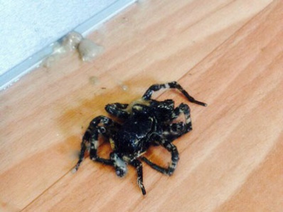 Похоже, в квартиры копейчан пришли тарантулы