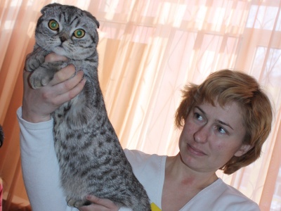 Показали коготки: в Копейске прошла областная выставка кошек