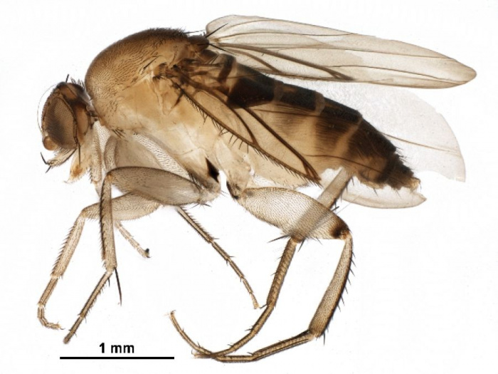 Южный Урал предупреждают об опасности мухи-горбатки, которая переносит холеру