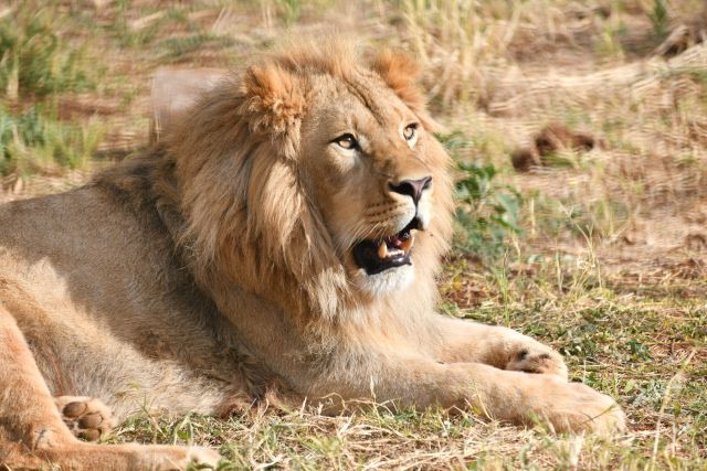 Челябинцам рассказали подробную историю переезда львенка и леопарда в Африку