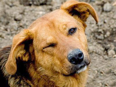 Агрессия на свободе: в Копейске чересчур много бродячих собак