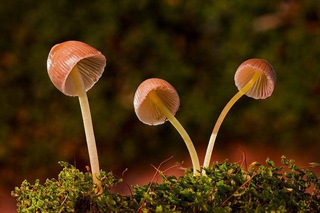 Не все грибы одинаково полезны: целая семья отравилась дарами леса